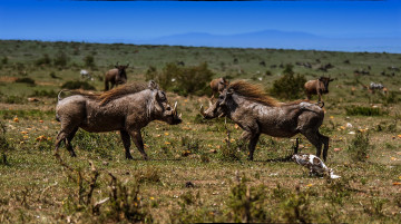 Картинка животные свиньи +кабаны бородавочники