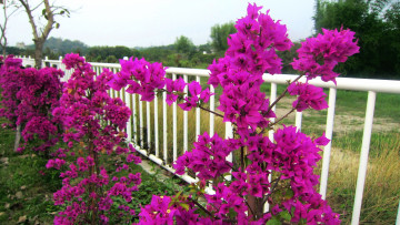 Картинка цветы бугенвиллея кусты