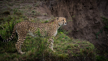 Картинка животные гепарды гепард