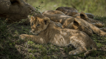 Картинка животные львы львята