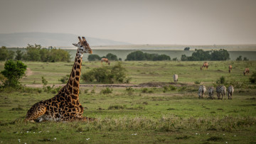 Картинка животные разные+вместе живность саванна