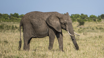 Картинка животные слоны саванна слон
