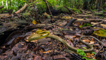 Картинка chironius+exoletus животные змеи +питоны +кобры змейка