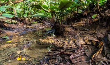 Картинка smooth-fronted+caiman животные крокодилы кайман