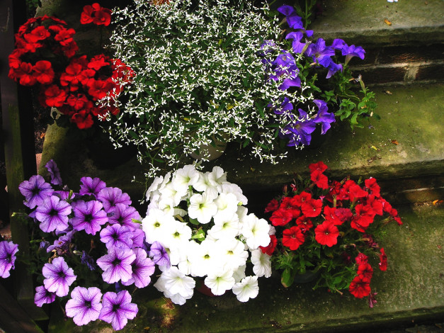 Обои картинки фото цветы, разные вместе, красный, белый, синий