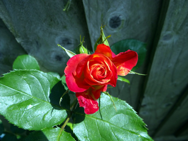 Обои картинки фото цветы, розы, бутон