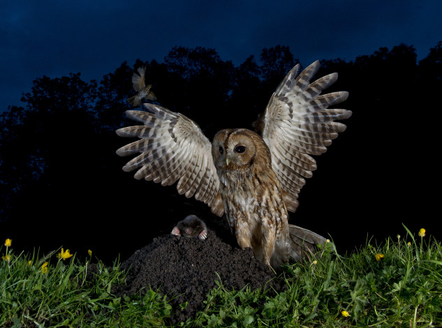 Обои картинки фото животные, разные вместе, птица, хищник, крылья, ночь, крот, сова, охота