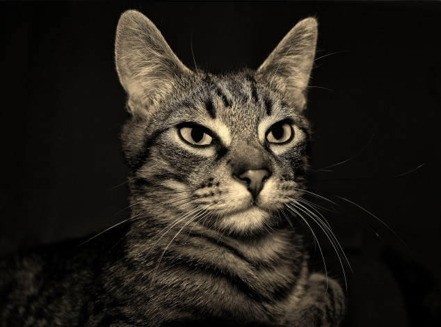 Обои картинки фото животные, коты, киса