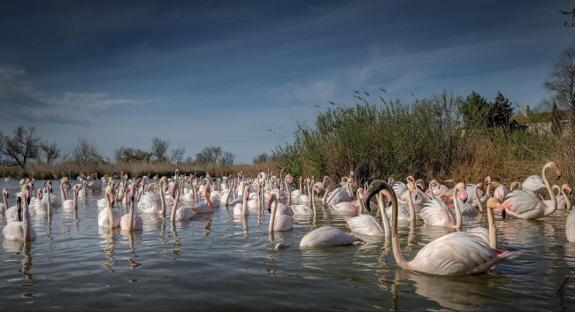 Обои картинки фото животные, фламинго, розовые