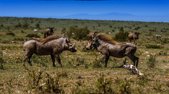 Обои картинки фото животные, свиньи,  кабаны, бородавочники