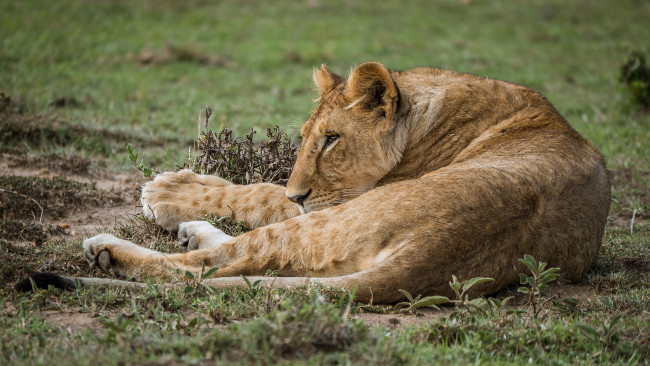 Обои картинки фото животные, львы, львица