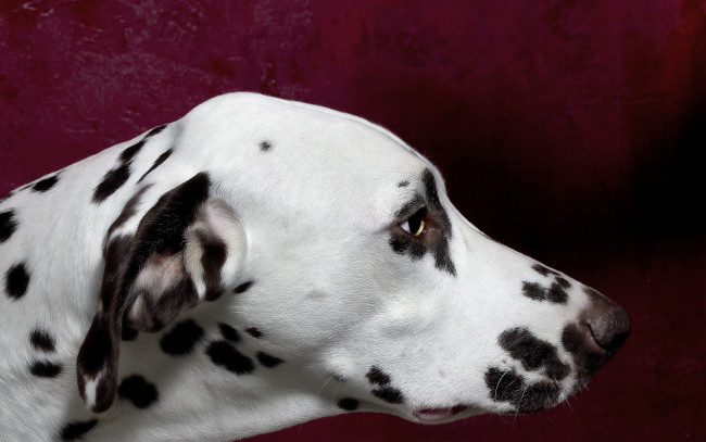 Обои картинки фото животные, собаки, фон, морда, собака