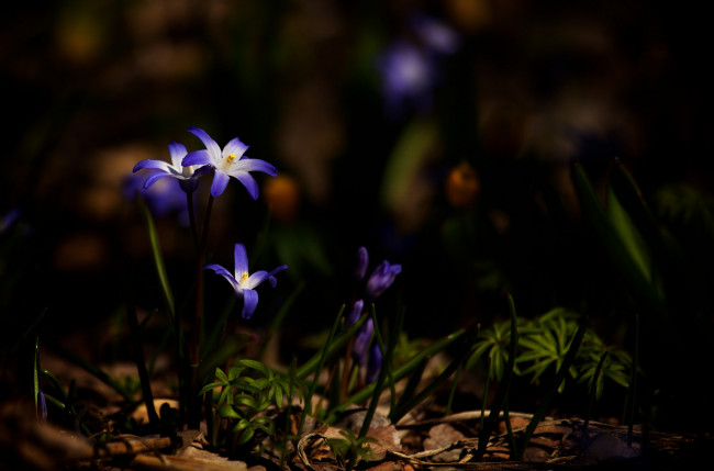 Обои картинки фото цветы, макро