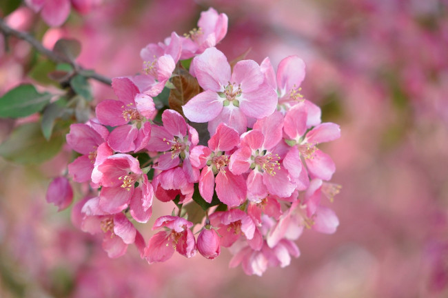 Обои картинки фото цветы, цветущие деревья ,  кустарники, цветение, ветка, весна, нежность, лепестки