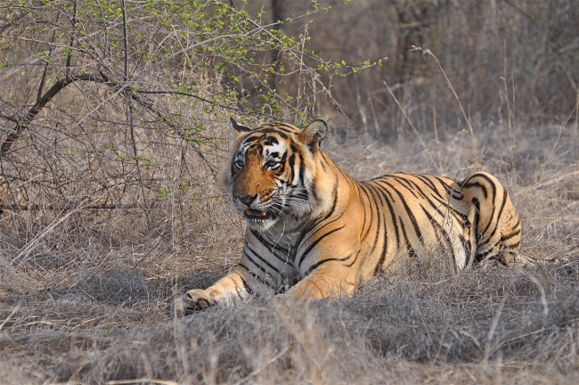 Обои картинки фото животные, тигры, тигр