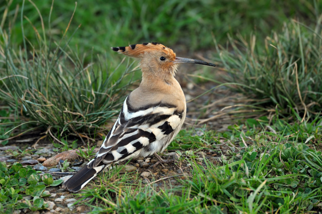 Обои картинки фото животные, удоды, удод