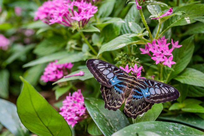 Обои картинки фото животные, бабочки,  мотыльки,  моли, бабочка