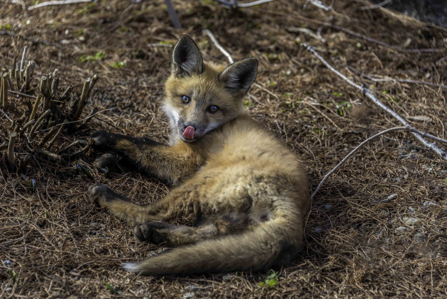 Обои картинки фото животные, лисы, лисенок