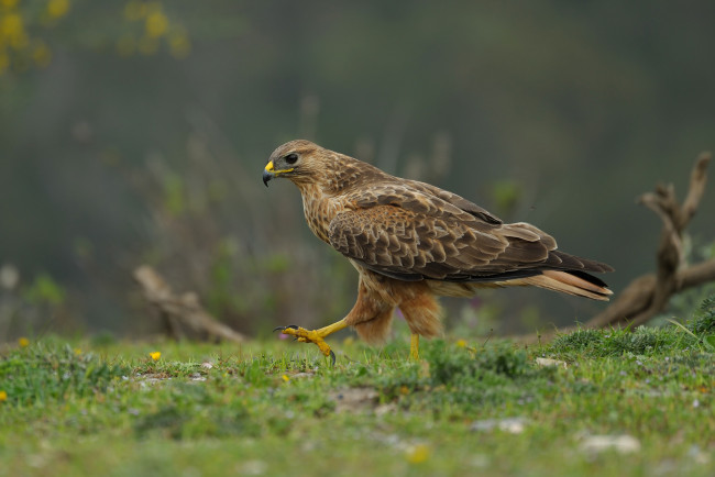 Обои картинки фото животные, птицы - хищники, канюк