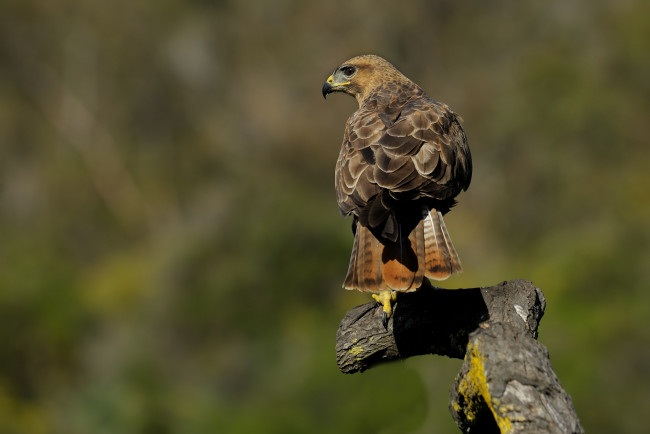 Обои картинки фото животные, птицы - хищники, канюк