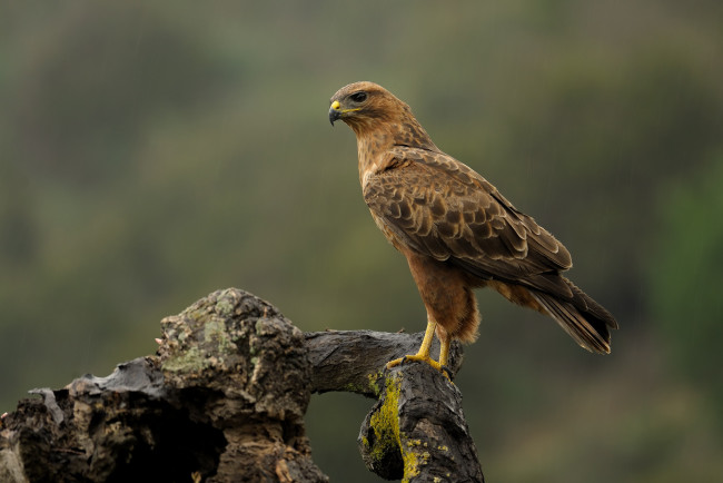 Обои картинки фото животные, птицы - хищники, канюк