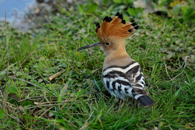Обои картинки фото животные, удоды, удод