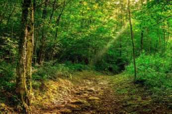 Картинка природа дороги дорога лес