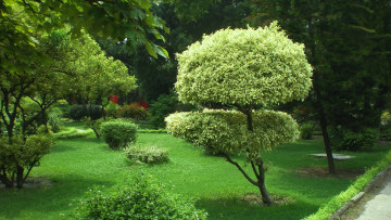 Картинка природа парк деревья