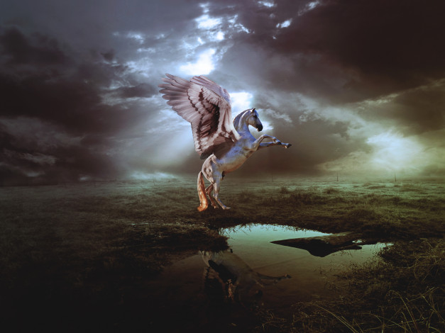 Обои картинки фото фэнтези, пегасы, конь, фон, крылья