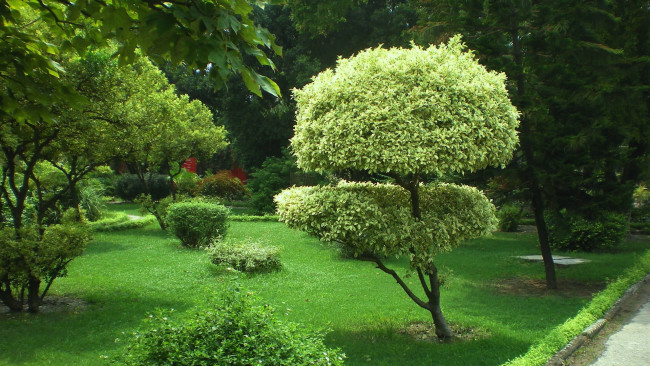 Обои картинки фото природа, парк, деревья