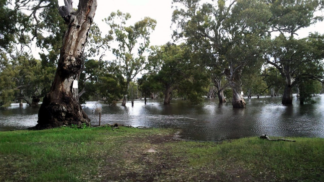 Обои картинки фото природа, парк, водоем, деревья