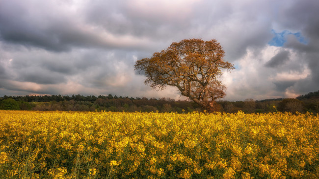 Обои картинки фото природа, поля, простор