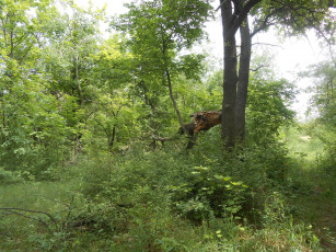 Картинка природа лес деревья