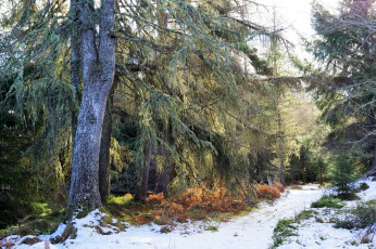 Картинка природа лес простор