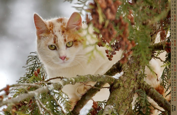 обоя календари, животные, взгляд, кошка