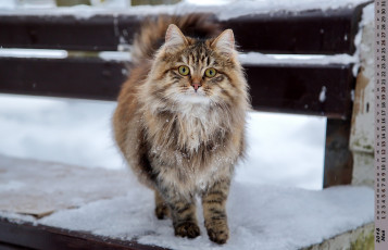 обоя календари, животные, взгляд, кошка