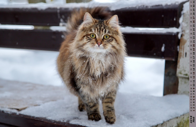 Обои картинки фото календари, животные, взгляд, кошка