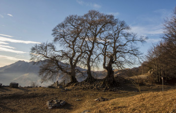 Картинка природа деревья простор