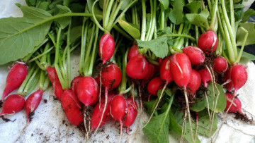 Картинка еда редис +репа +редька