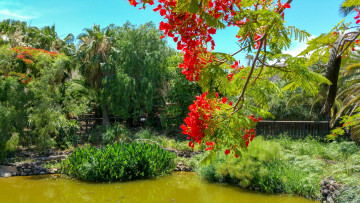 Картинка природа парк мостик водоем