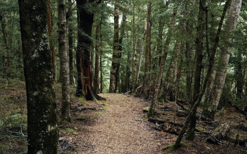 Картинка природа лес деревья тропинка