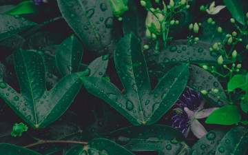 Картинка природа листья капли