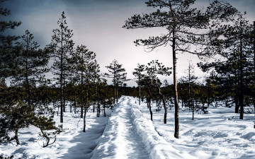 Картинка природа зима снег