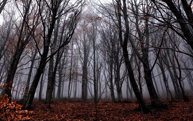 Обои картинки фото природа, лес, осень, деревья