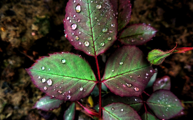 Обои картинки фото природа, листья, капли