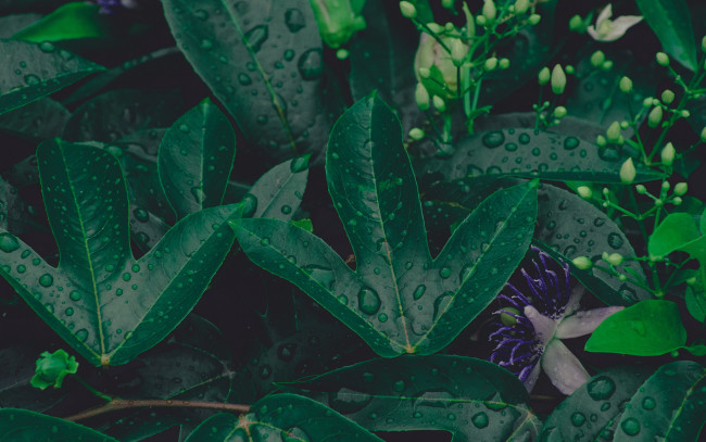 Обои картинки фото природа, листья, капли