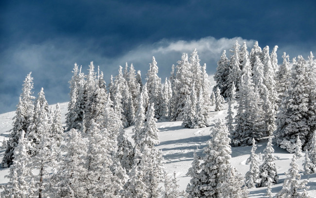 Обои картинки фото природа, зима, снег