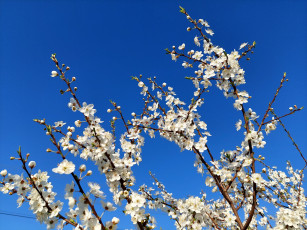 Картинка 11 04 2022 цветы цветущие+деревья+ +кустарники весна