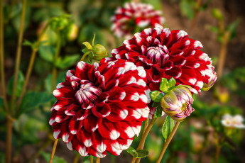 Картинка цветы георгины красно-белые бутон