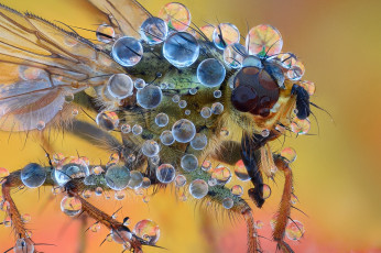 Картинка животные насекомые муха